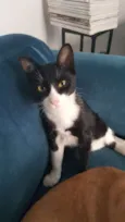 JOÃOZINHO