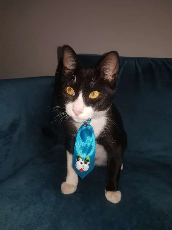 Gato ra a SRD idade 7 a 11 meses nome JOÃOZINHO