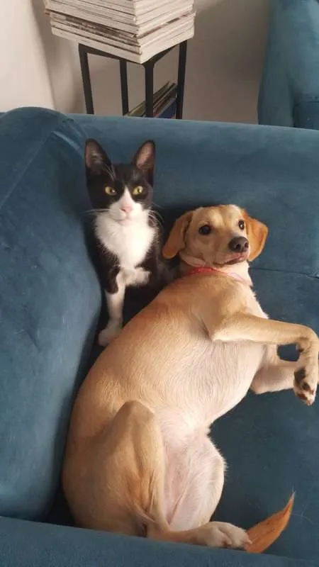 Gato ra a SRD idade 7 a 11 meses nome JOÃOZINHO
