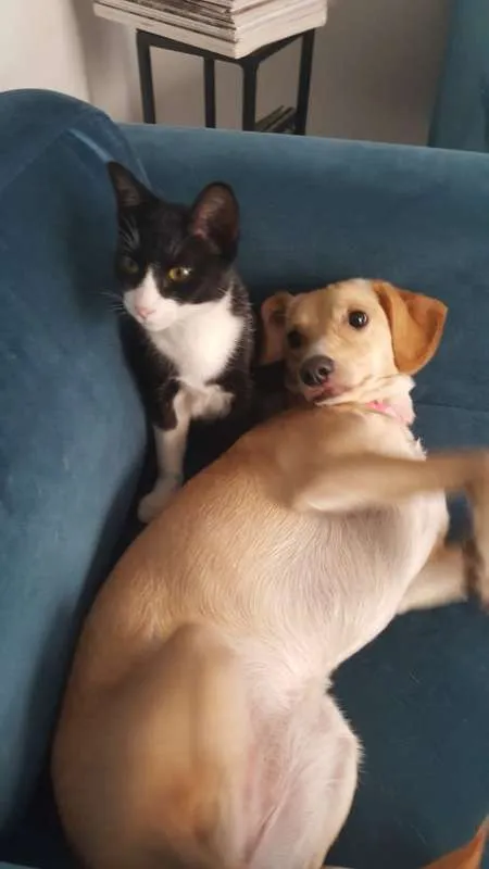 Gato ra a SRD idade 7 a 11 meses nome JOÃOZINHO