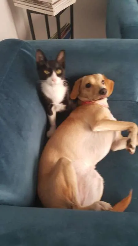 Gato ra a SRD idade 7 a 11 meses nome JOÃOZINHO
