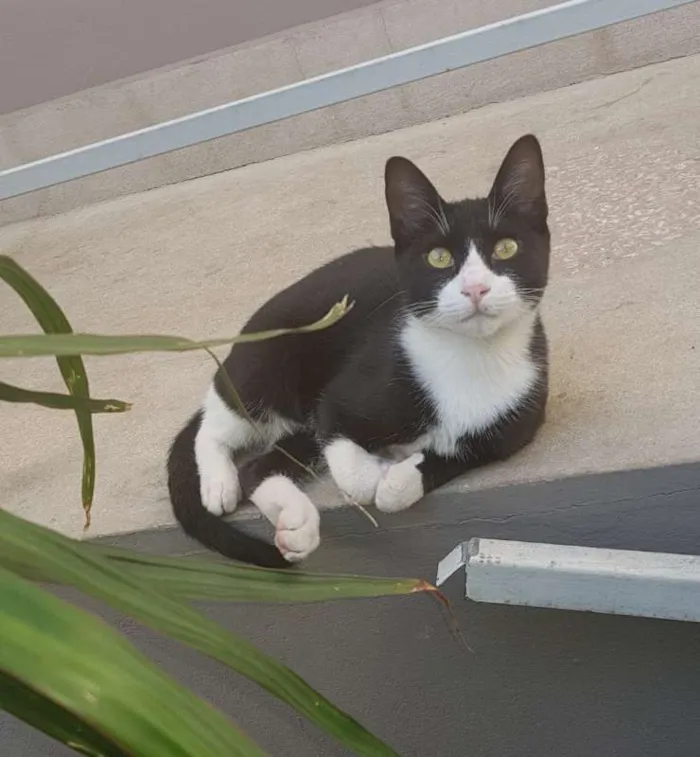 Gato ra a SRD idade 7 a 11 meses nome JOÃOZINHO