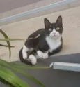 JOÃOZINHO