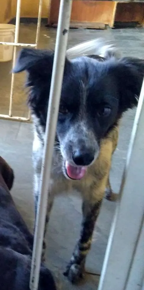 Cachorro ra a Vira lata idade 5 anos nome Bolota