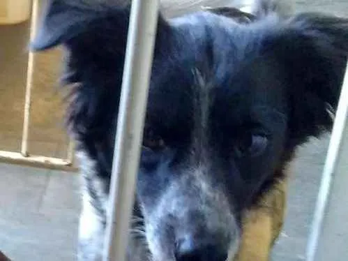 Cachorro ra a Vira lata idade 5 anos nome Bolota