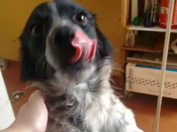 Cachorro ra a Vira lata idade 5 anos nome Bolota