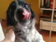 Bolota