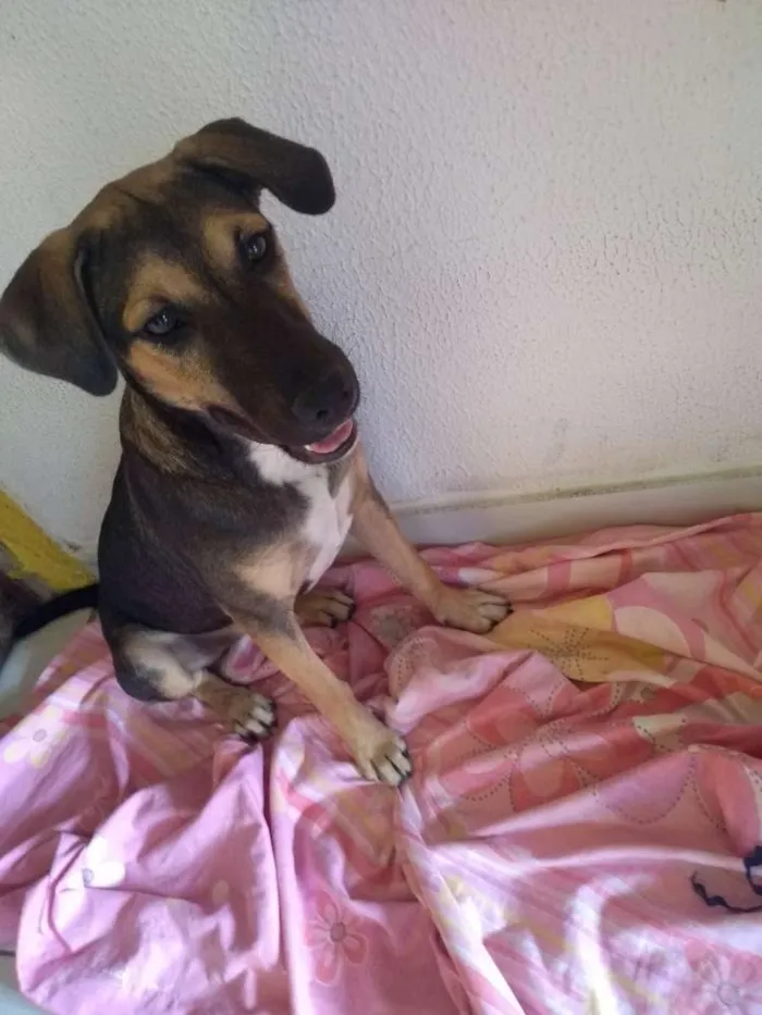 Cachorro ra a Mestiça idade 2 a 6 meses nome Mel