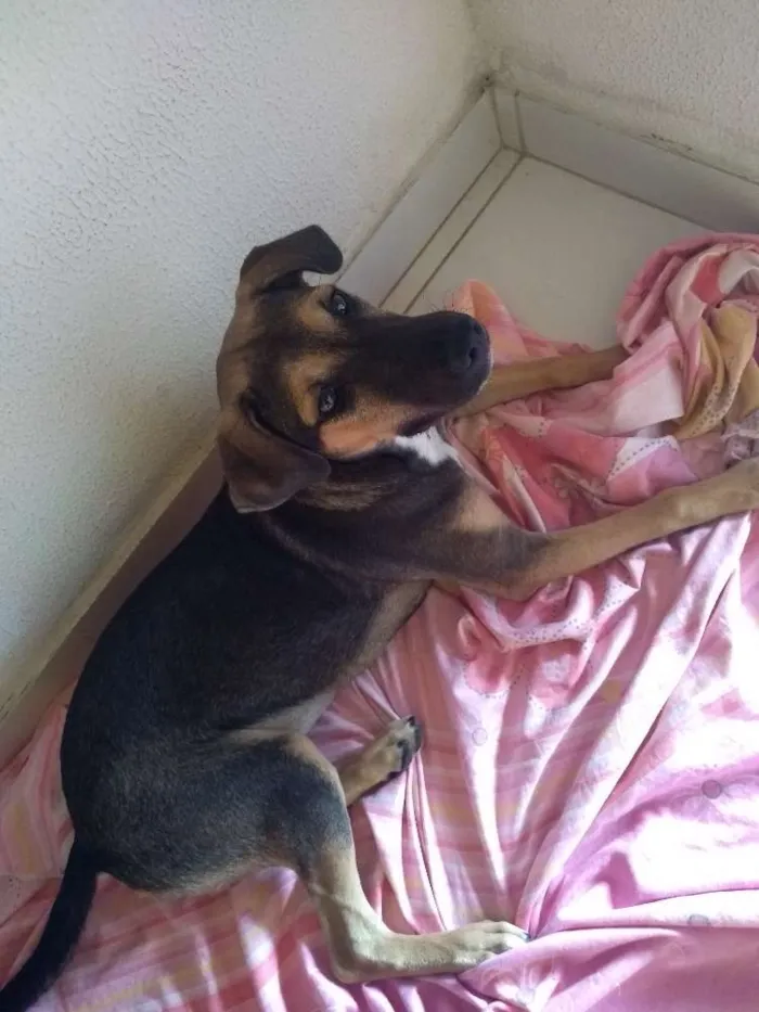 Cachorro ra a Mestiça idade 2 a 6 meses nome Mel