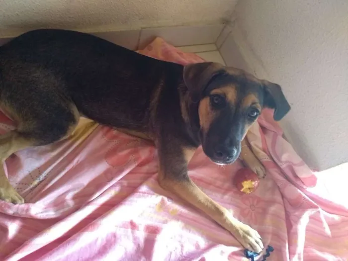 Cachorro ra a Mestiça idade 2 a 6 meses nome Mel