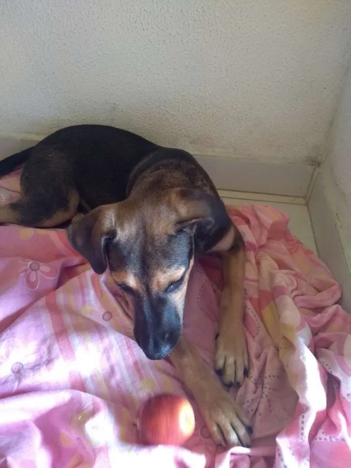 Cachorro ra a Mestiça idade 2 a 6 meses nome Mel