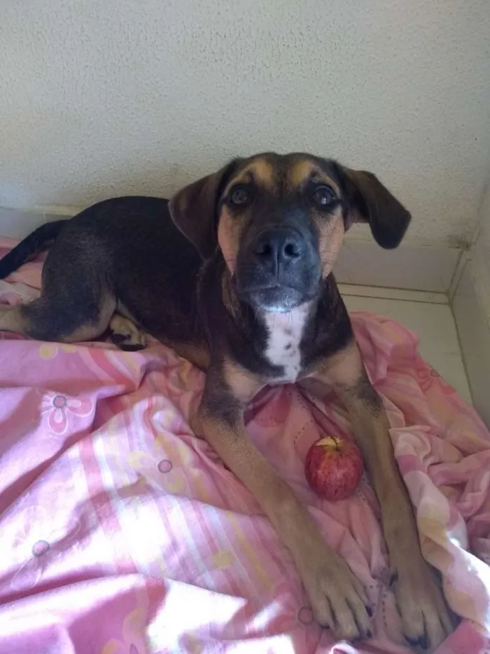 Cachorro ra a Mestiça idade 2 a 6 meses nome Mel
