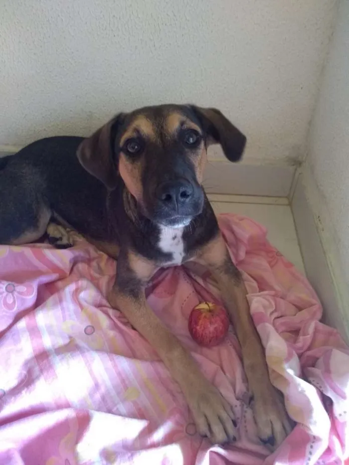 Cachorro ra a Mestiça idade 2 a 6 meses nome Mel