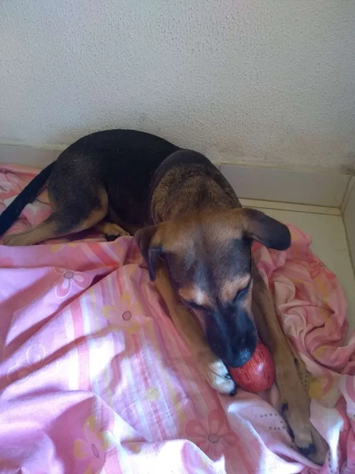 Cachorro ra a Mestiça idade 2 a 6 meses nome Mel