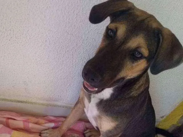 Cachorro ra a Mestiça idade 2 a 6 meses nome Mel