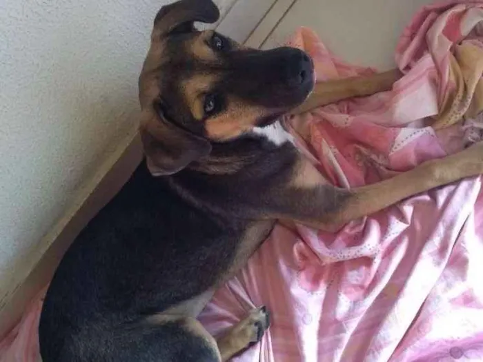 Cachorro ra a Mestiça idade 2 a 6 meses nome Mel