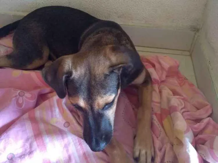 Cachorro ra a Mestiça idade 2 a 6 meses nome Mel
