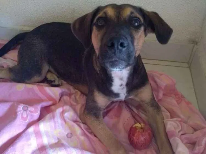 Cachorro ra a Mestiça idade 2 a 6 meses nome Mel