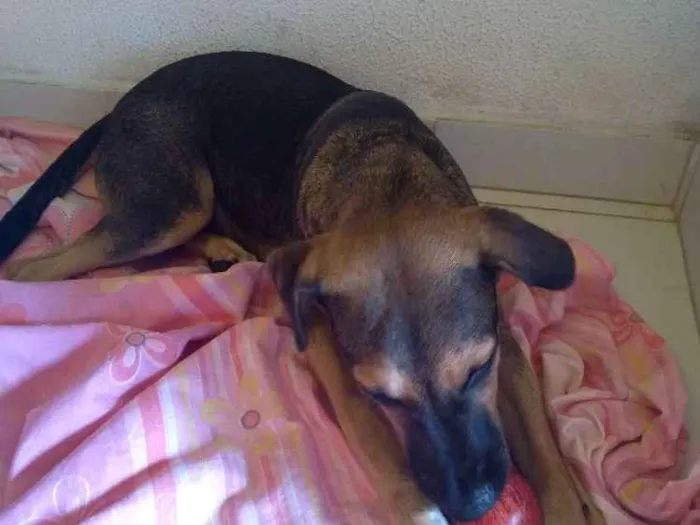 Cachorro ra a Mestiça idade 2 a 6 meses nome Mel