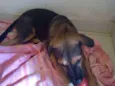 Mel