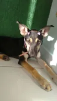 Charlote
