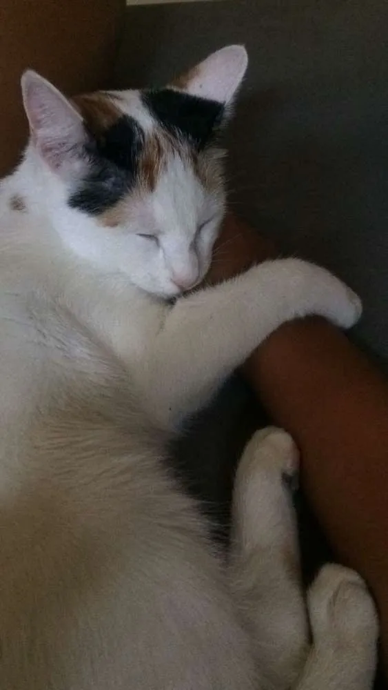 Gato ra a Vira lata idade 7 a 11 meses nome Juba