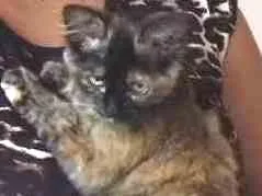 Gato raça Siamês idade 7 a 11 meses nome Lika