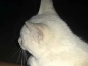 Gato raça Não sei idade 7 a 11 meses nome Bethânia