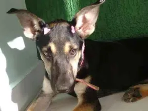 Cachorro raça srd idade 2 a 6 meses nome Charlote