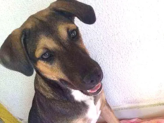 Cachorro ra a Mestiça idade 2 a 6 meses nome Mel