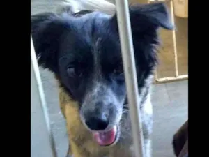 Cachorro raça Vira lata idade 5 anos nome Bolota