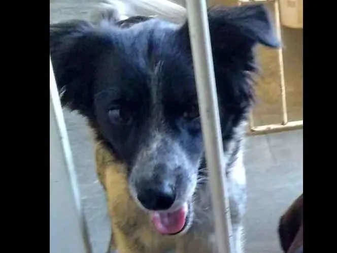 Cachorro ra a Vira lata idade 5 anos nome Bolota