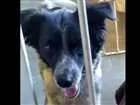 Cachorro raça Vira lata idade 5 anos nome Bolota