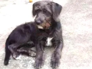 Cachorro raça SRD idade 7 a 11 meses nome FRED