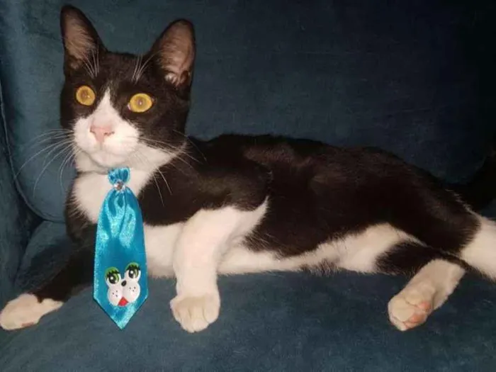 Gato ra a SRD idade 7 a 11 meses nome JOÃOZINHO