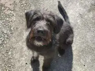Cachorro ra a SRD idade 2 anos nome FRED