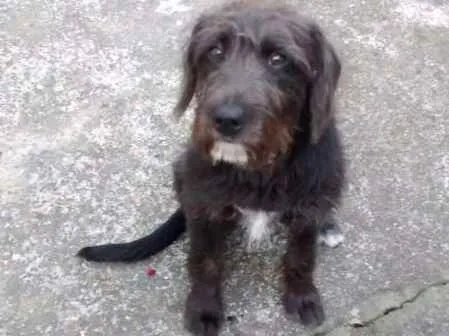 Cachorro ra a SRD idade 2 anos nome FRED