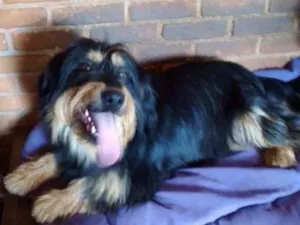 Cachorro raça Poodle idade 4 anos nome Pelúcio