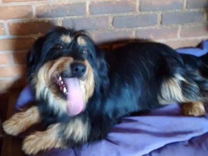Cachorro ra a Poodle idade 4 anos nome Pelúcio
