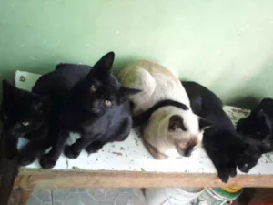 Gato raça gato preto idade 2 a 6 meses nome Sem nome
