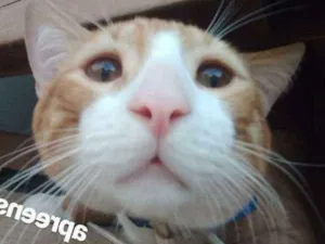 Gato raça Vira Lata idade 7 a 11 meses nome Simba Ronaldo
