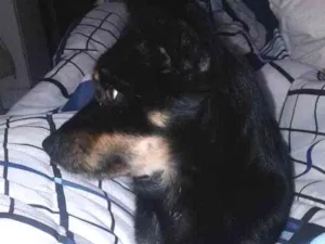 Cachorro raça Vira Lata idade 2 a 6 meses nome Amora, Mel e Simba