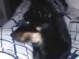 Amora, Mel e Simba