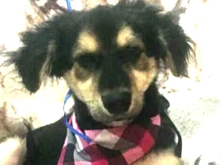 Cachorro ra a Sem raça definida idade 2 a 6 meses nome Pitoco