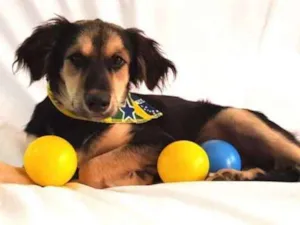 Cachorro raça Sem raça definida idade 2 a 6 meses nome Pitoco