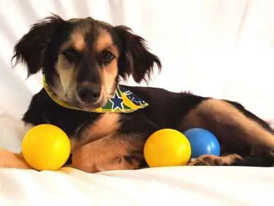 Cachorro ra a Sem raça definida idade 2 a 6 meses nome Pitoco