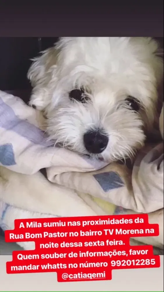 Cachorro ra a Poodle  idade 3 anos nome Mila
