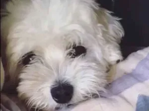 Cachorro raça Poodle  idade 3 anos nome Mila