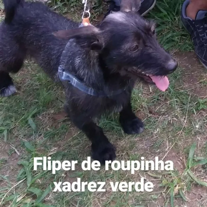 Cachorro ra a Vira Lata idade 1 ano nome Fliper