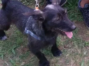 Cachorro raça Vira Lata idade 1 ano nome Fliper